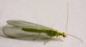 Attēlu rezultāti vaicājumam “Chrysopidae”