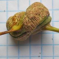 Attēlu rezultāti vaicājumam “Pemphigus borealis”