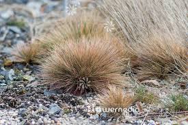 Attēlu rezultāti vaicājumam “Corynephorus canescens fruit”
