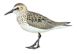Image result for Calidris pusilla