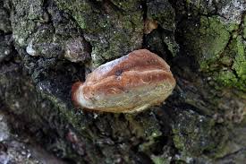 Attēlu rezultāti vaicājumam “Phellinus populicola”