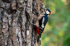 Attēlu rezultāti vaicājumam “Dendrocopos major”