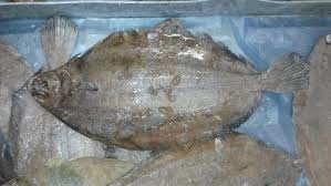 Image result for Glyptocephalus cynoglossus