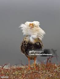 Attēlu rezultāti vaicājumam “Philomachus pugnax adult”