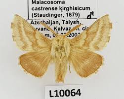 Attēlu rezultāti vaicājumam “Malacosoma castrensis male”