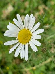 Attēlu rezultāti vaicājumam “Tripleurospermum inodorum”