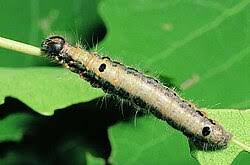 Attēlu rezultāti vaicājumam “Clostera pigra”