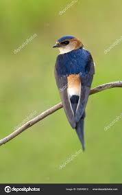 Image result for Cecropis daurica