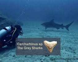 Image result for Carcharhinus