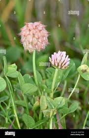 Attēlu rezultāti vaicājumam “Trifolium fragiferum flower”