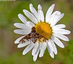 Attēlu rezultāti vaicājumam “Exoprosopa capucina”