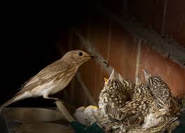Attēlu rezultāti vaicājumam “Muscicapa striata nest”
