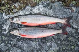 Image result for Salvelinus alpinus