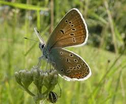 Attēlu rezultāti vaicājumam “Agrodiaetus amandus female”