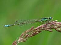Attēlu rezultāti vaicājumam “Ischnura pumilio”