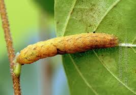 Attēlu rezultāti vaicājumam “Lacanobia contigua imago”