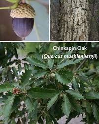 Attēlu rezultāti vaicājumam “Quercus”