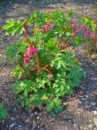 Image result for tränendes Herz