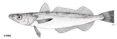 Image result for Merluccius merluccius