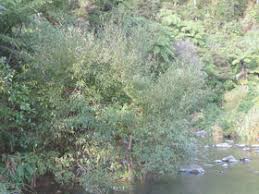 Attēlu rezultāti vaicājumam “Salix alba var. vitellina”