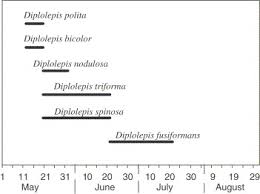 Attēlu rezultāti vaicājumam “Diplolepis bicolor”