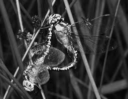 Attēlu rezultāti vaicājumam “Aeshna viridis”