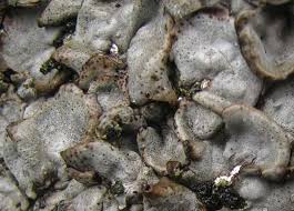 Attēlu rezultāti vaicājumam “Dermatocarpon miniatum”