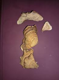 Attēlu rezultāti vaicājumam “Stereum fasciatum”