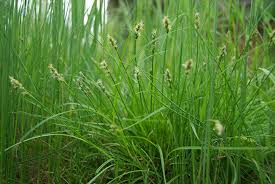 Attēlu rezultāti vaicājumam “Carex spicata”