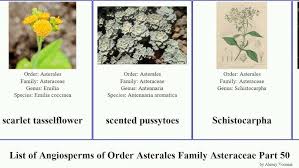 Attēlu rezultāti vaicājumam “Saussurea esthonica flower”