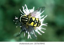 Attēlu rezultāti vaicājumam “Helophilus pendulus”