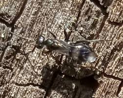 Attēlu rezultāti vaicājumam “Dipogon sp.”