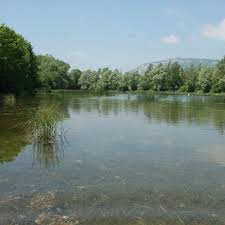 Attēlu rezultāti vaicājumam “Chara polyacantha”