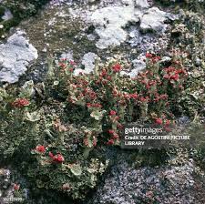 Attēlu rezultāti vaicājumam “Cladonia coccifera”