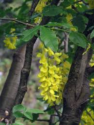 Attēlu rezultāti vaicājumam “Laburnum alpinum flower”