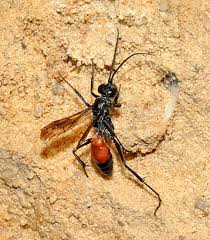 Attēlu rezultāti vaicājumam “Pompilidae”