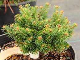 Attēlu rezultāti vaicājumam “Abies balsamea”