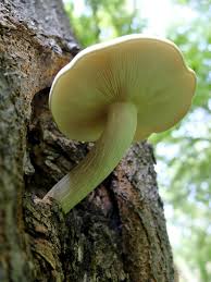 Attēlu rezultāti vaicājumam “Hypsizygus ulmarius”