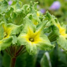 Attēlu rezultāti vaicājumam “Primula x polyantha”