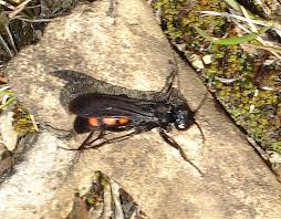 Attēlu rezultāti vaicājumam “Anoplius viaticus”