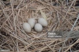 Attēlu rezultāti vaicājumam “Fulica atra eggs”