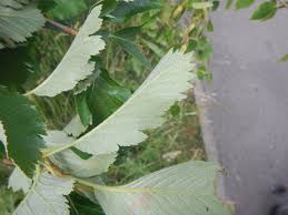 Attēlu rezultāti vaicājumam “Sorbus intermedia leaf”