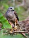 Ridgway Hawk, Gavilán Dominicano - Dominican Republic Live ...