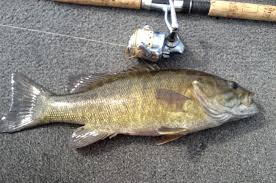 Image result for The Lancaster Fish