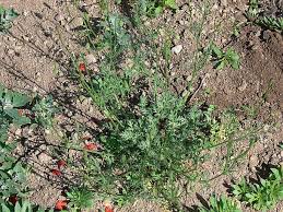Attēlu rezultāti vaicājumam “Papaver argemone leaf”