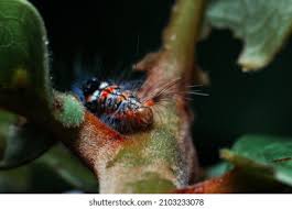 Attēlu rezultāti vaicājumam “Euproctis similis imago”