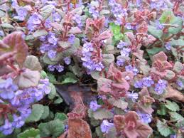 Attēlu rezultāti vaicājumam “Glechoma hederacea leaf”