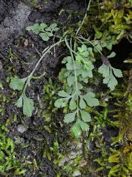 Attēlu rezultāti vaicājumam “Asplenium ruta-muraria”