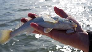 Image result for Menticirrhus americanus