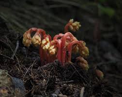 Attēlu rezultāti vaicājumam “Monotropa hypopitys”